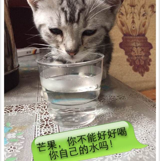 代办协和神学院文凭毕业证